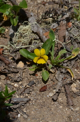 Viola maculata