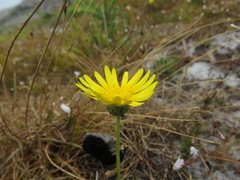 Ursinia tenuifolia