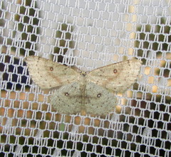 Cyclophora albipunctata