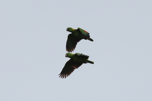 Yellow-naped Amazon (Amazona auropalliata), photo 6