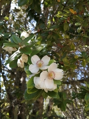 Eucryphia cordifolia