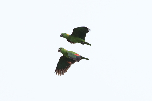 Yellow-naped Amazon (Amazona auropalliata), photo 7