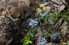Polygala gnidioides