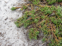 Ursinia tenuifolia