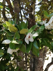 Eucryphia cordifolia