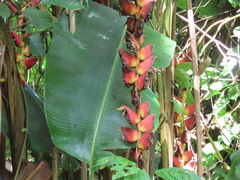 Heliconia pogonantha