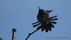 Calypte anna