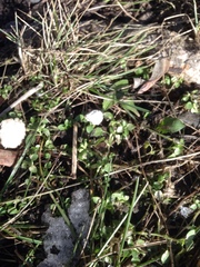 Stellaria media