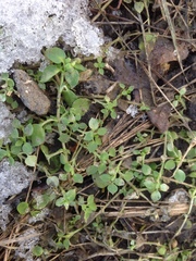 Stellaria media