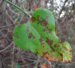 Puccinia smilacis