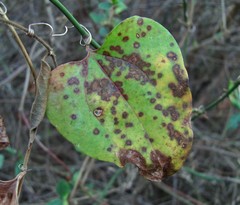 Puccinia smilacis