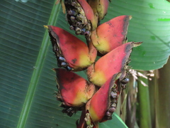 Heliconia pogonantha