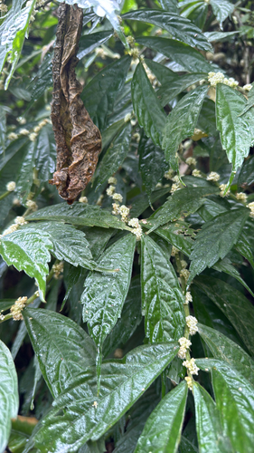 Large lineolate Elatostema (Elatostema lineolatum)