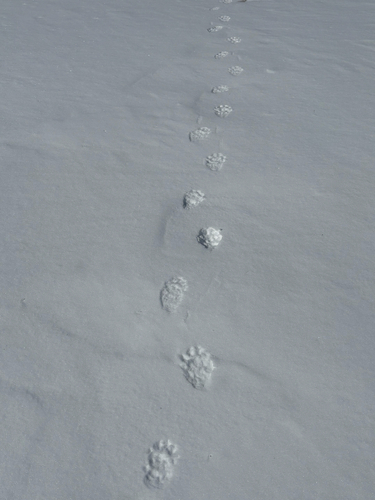 Fisher observed by wycraig1