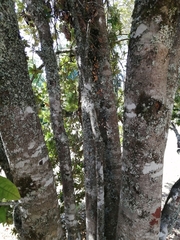 Eucryphia cordifolia