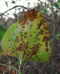 Puccinia smilacis