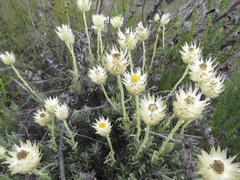 Syncarpha speciosissima angustifolia