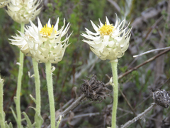 Syncarpha speciosissima angustifolia