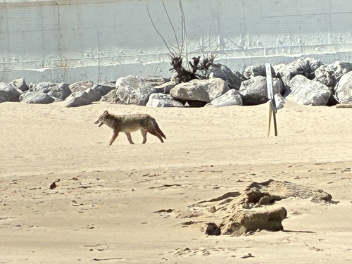 Coyote