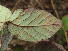 Phragmidium bulbosum