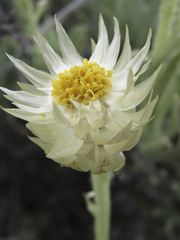 Syncarpha speciosissima angustifolia