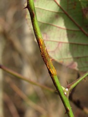 Phragmidium bulbosum