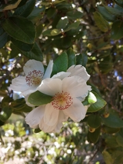 Eucryphia cordifolia