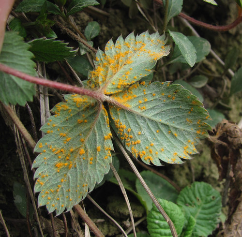 Phragmidium fragariae