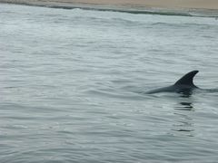 Cephalorhynchus heavisidii