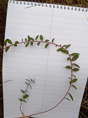 Vaccinium crassifolium