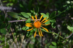 Haplopappus nahuelbutae