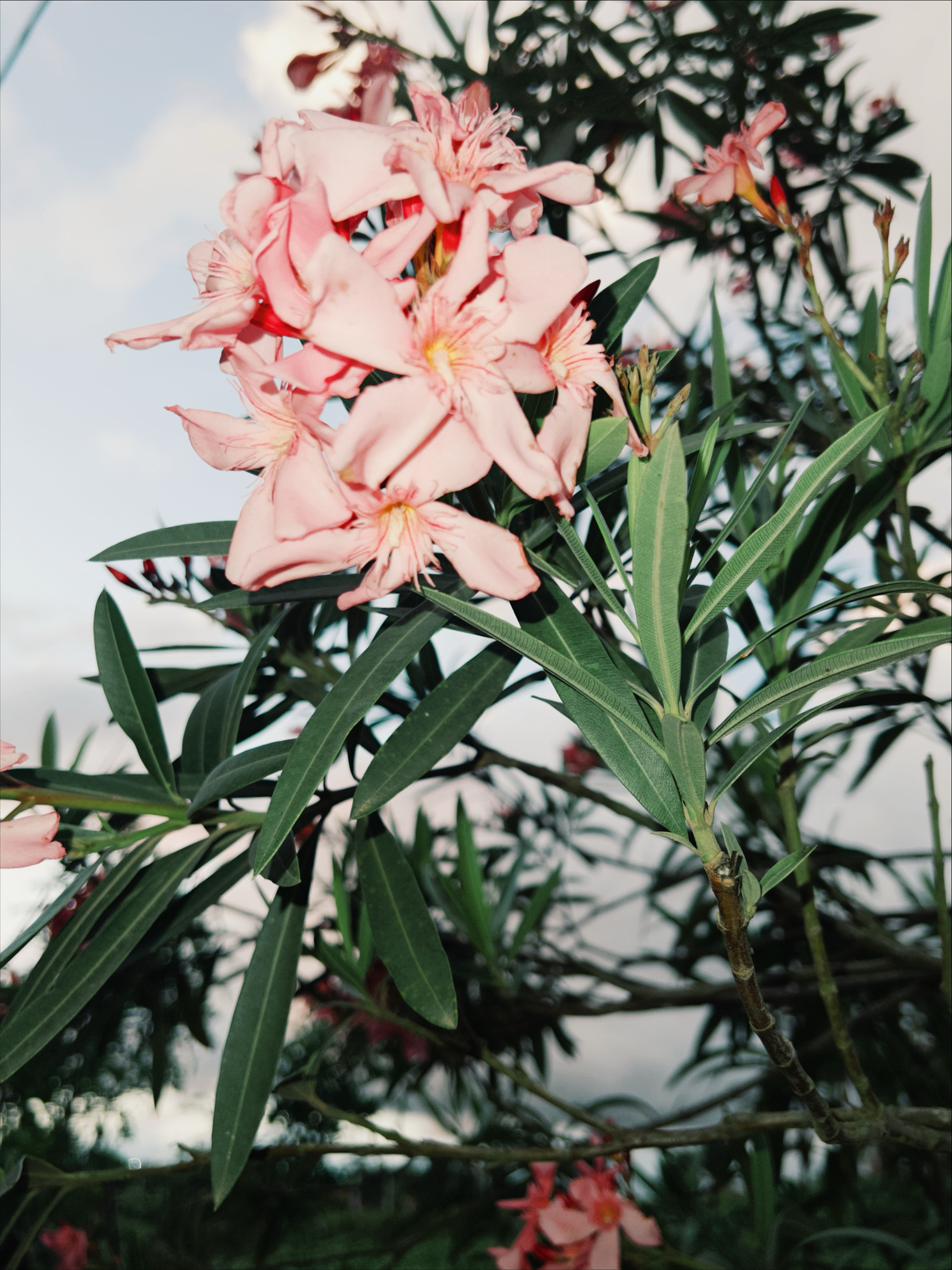 Nerium oleander