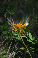 Haplopappus nahuelbutae