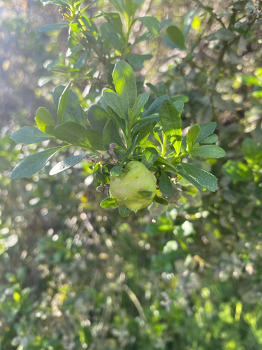 Unknown species found near Napa, CA, US