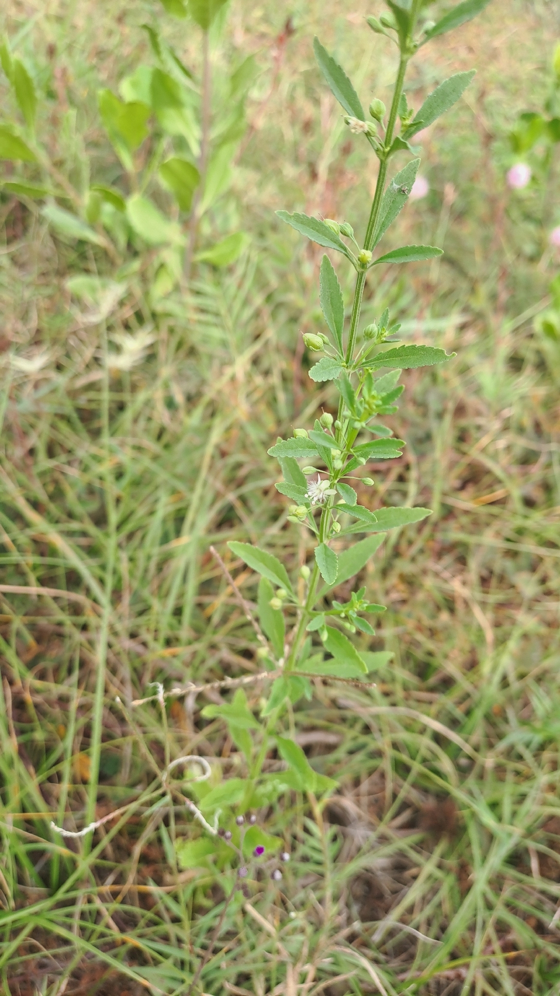 Scoparia dulcis (Scoparia dulcis)