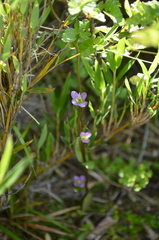 Gentianella magellanica