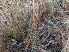 Vaccinium crassifolium