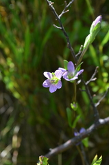 Gentianella magellanica