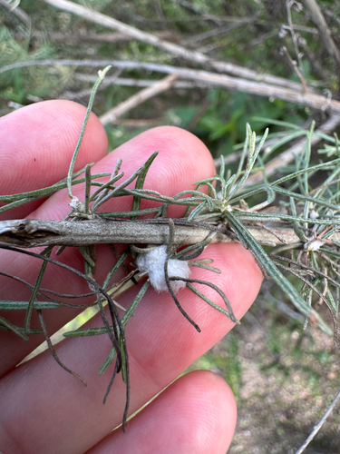 Unknown species found near Salinas, CA, US