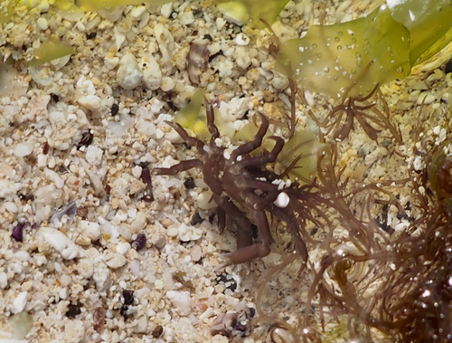 Simocarcinus simplex, 2017-01-29