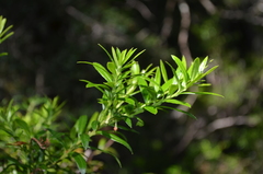 Gaultheria tenuifolia