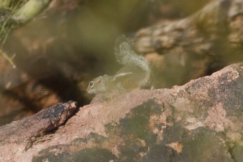 Harris' Antelope Squirrel observed by andrewcore