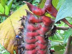 Heliconia mariae