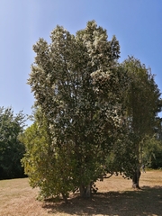 Eucryphia cordifolia