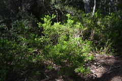Gaultheria tenuifolia