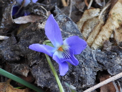 Viola suavis
