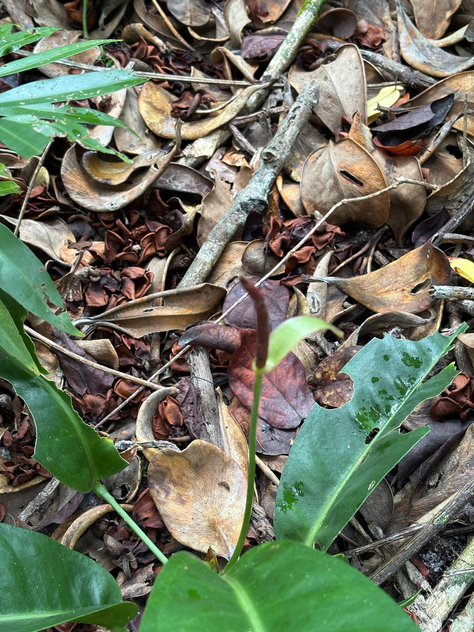 Anthurium parasiticum (Vell.) Stellfeld 2