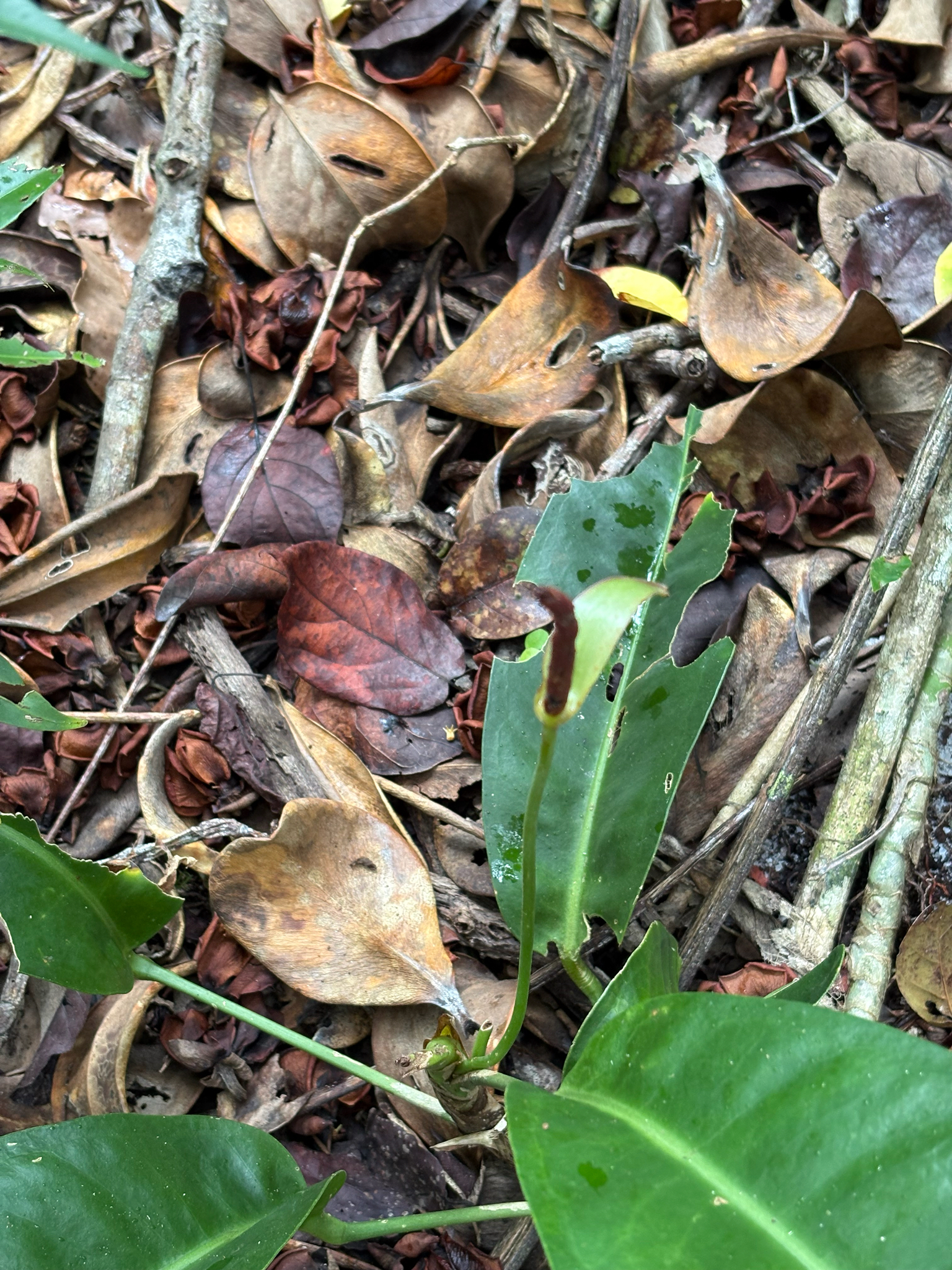 Anthurium parasiticum (Vell.) Stellfeld 3
