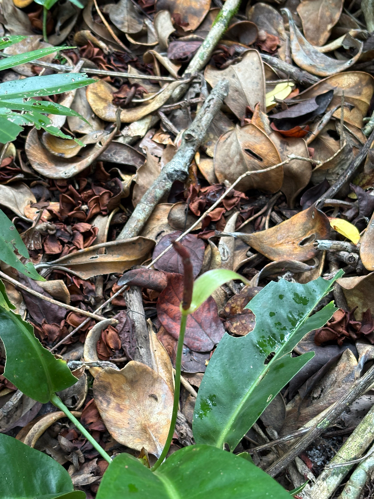 Anthurium parasiticum (Vell.) Stellfeld