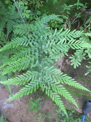Pteris tremula